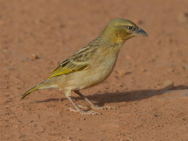 <h3><a href="/trips/gambia/biota/animalia/chordata/aves/040 passeriformes/114 ploceidae/ploceus nigricollis/ploceus nigricollis-nl.html">Ploceus&nbsp;nigricollis</a> / Black‑necked&nbsp;weaver / Zwartnekwever</h3>OM-1 Mark II met OLYMPUS M.150-400mm F4.5 TC, 1/2000 sec  bij F5.6, ISO 800, afstand 9.71&nbsp;m
